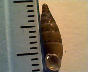 clausilide da identificare